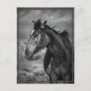 Recherche de amants de cheval cartes postales Chevaux