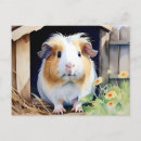 Recherche de cochons cartes postales Cochon d'inde