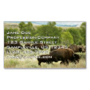 Suche nach bison visitenkarten Begierig