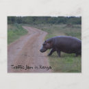 Suche nach hippo postkarten Wildtiere