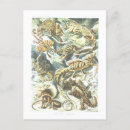 Suche nach lizard postkarten Eidechsen