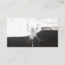 Recherche de araignée cartes visite De