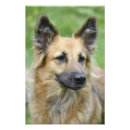 Suche nach deutscher schäferhund poster Foto