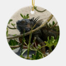 Suche nach grüne eidechse ornamente Leguan