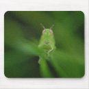 Suche nach heuschrecke mousepads Gras