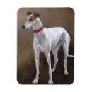 Recherche de lévriers magnets Chien
