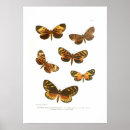Suche nach lepidoptera poster Insekt