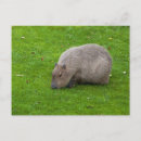 Suche nach capybara postkarten Nagetier