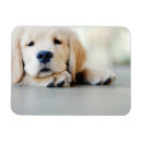 Suche nach goldene retriever magnete Niedlich