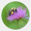 Recherche de fleur chardon autocollants Nature