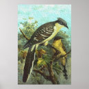 Suche nach kuckuck poster Vogelvogel