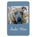 Recherche de pitié magnets Dog