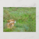 Recherche de lionesse cartes postales Safari