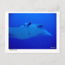 Suche nach manta poster Strahl
