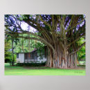 Suche nach banyan tree poster Hawaii