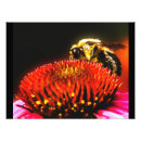 Suche nach wespen poster Fotografie