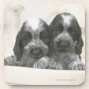 Suche nach wanne untersetzer Hund