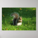 Suche nach graues eichhörnchen poster Grauhörnchen
