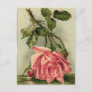 Suche nach vintage rosa rosen postkarten Illustration