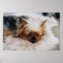 Suche nach yorkshire terrier poster Haustier