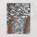 Recherche de chucks cartes postales Montana