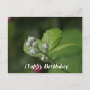 Recherche de framboise vœux cartes Vert