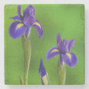 Suche nach schwertlilie untersetzer Blume