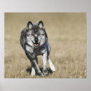 Suche nach canis lupus poster Natur