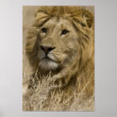 Suche nach afrikanische löwen poster Tier