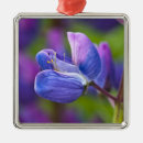 Suche nach lupinen ornamente Lila