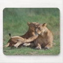 Suche nach löwe afrika mousepads In voller länge