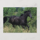 Recherche de races de cheval cartes postales Pur sang