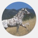 Suche nach appaloosa aufkleber Bob langrish