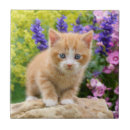 Suche nach kitten fliesen Niedlich