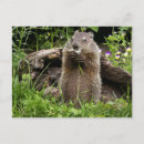 Suche nach murmeltier postkarten Wilde tiere