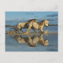 Recherche de camargue cartes postales Ferme