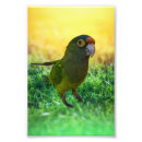Recherche de perruches posters Animal de compagnie