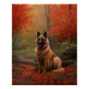 Recherche de chien de berger belge posters Animal de compagnie