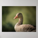 Recherche de anser posters Oiseau
