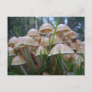 Suche nach klumpen poster Pilz