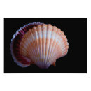 Recherche de mollusque posters Coquillage