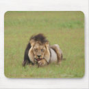 Suche nach männlicher löwe mousepads Wild lebende tiere