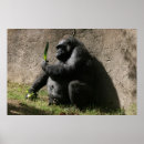 Suche nach tiefland poster Gorilla