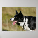 Suche nach kopftücher poster Collie grenze
