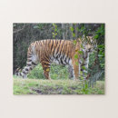Suche nach bengalischer tiger puzzle Katze