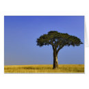 Recherche de arbre isolé Acacia