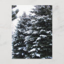Recherche de arbre à feuillage persistant cartes postales Neige