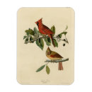 Recherche de cardinalis de cardinalis Illustration