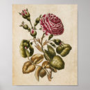 Suche nach vintage botanical poster Flowers
