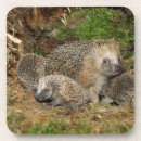 Suche nach cute untersetzer Young animal